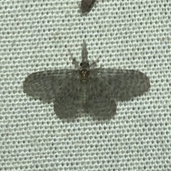 Nallachius americanus