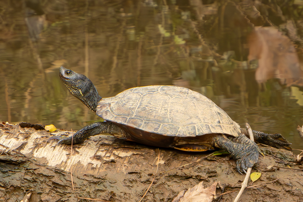 Pond Slider from Druid Hills, GA, USA on December 27, 2023 at 12:44 PM ...