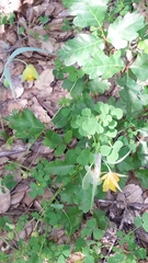 Calochortus pulchellus
