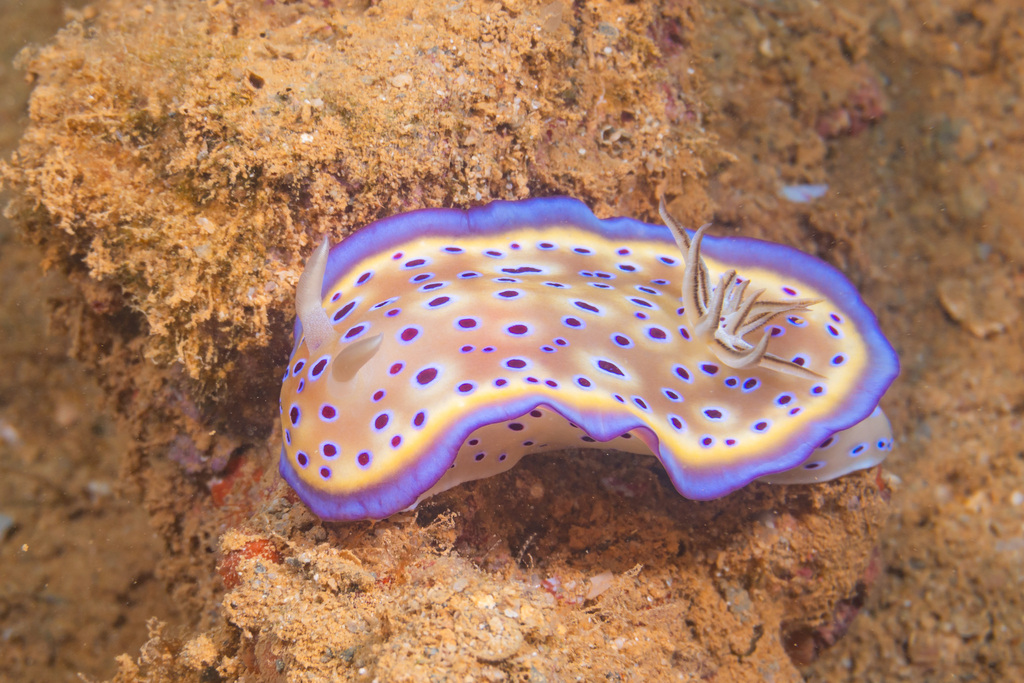Photo of Kunie's goniobranchus (Goniobranchus kuniei)