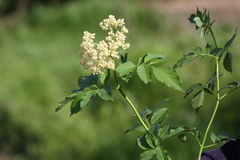 Sambucus williamsii