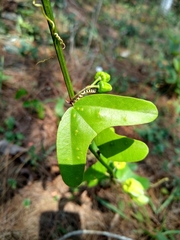 Passiflora biflora