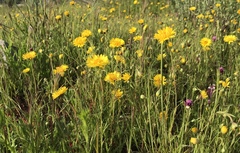 Pentachaeta aurea aurea