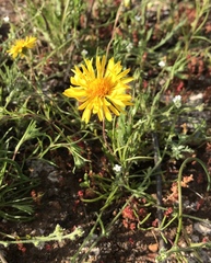 Pentachaeta aurea aurea