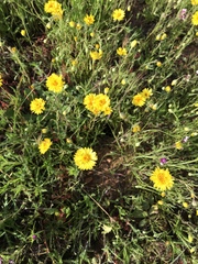 Pentachaeta aurea aurea