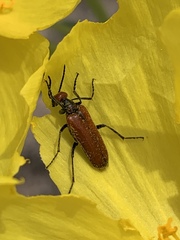 Eupompha schwarzi