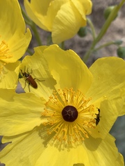Eupompha schwarzi