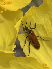Eupompha schwarzi