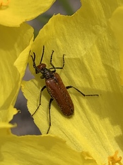 Eupompha schwarzi