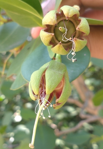 Sonneratia ovata, photograph 6