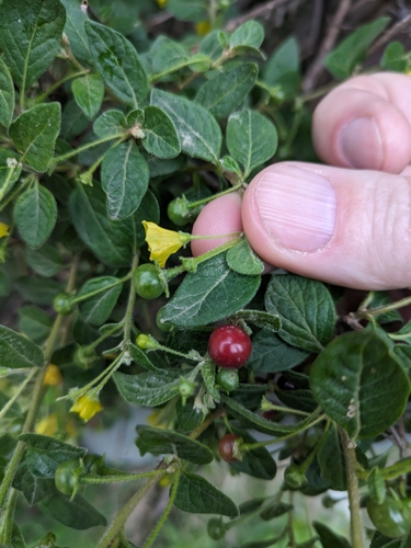 Capsicum rhomboideum (Capsicum rhomboideum)
