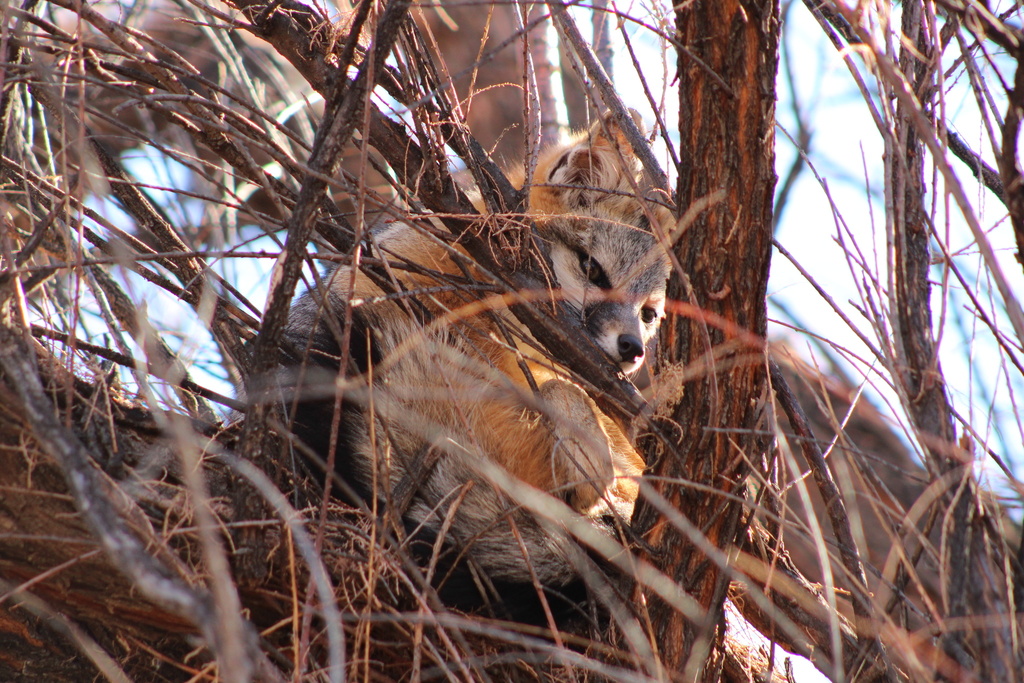 Gray Fox from Rio Grande, Las Cruces, NM, US on December 29, 2023 at 12