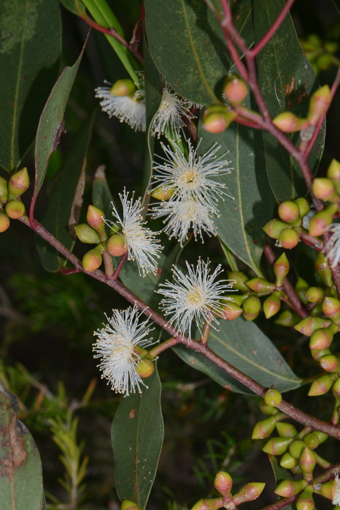 Swamp Gum From Kilcunda Vic 3995, Australia On December 28, 2023 At 05: 