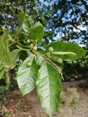 Croton schiedeanus image