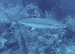 Scomberomorus regalis