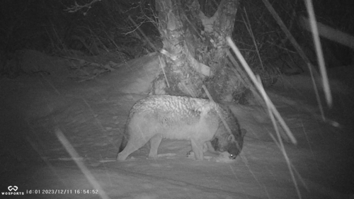 Gray Wolf photographed in Alaska