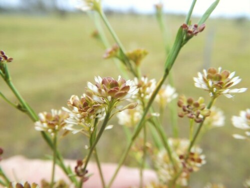 Lepidium fasciculatum iNat (3)
