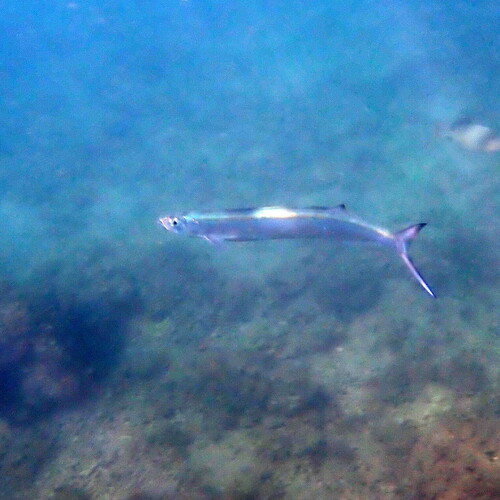 Blackfin wolf herring (Chirocentrus dorab) — Chirocentridae — 5