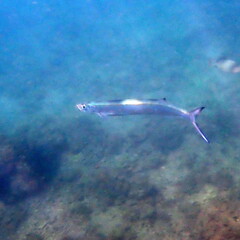 Dorab Wolf-Herring photo 2