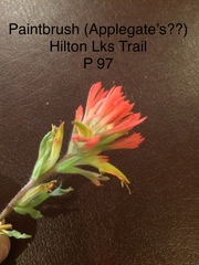 Castilleja applegatei