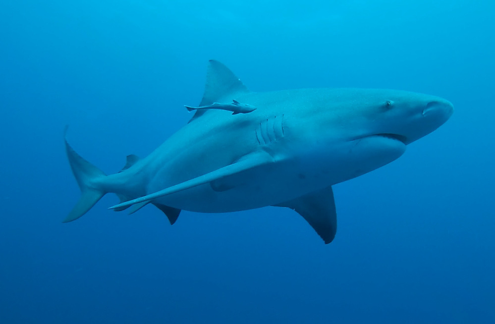 Bull Shark in January 2021 by Below Blue Water Diver · iNaturalist