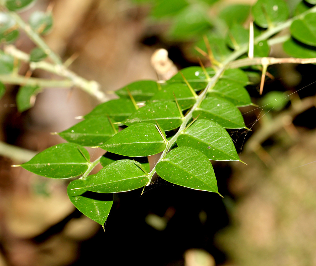Brush Caper Berry from Tamborine QLD 4270, Australia on August 2, 2014