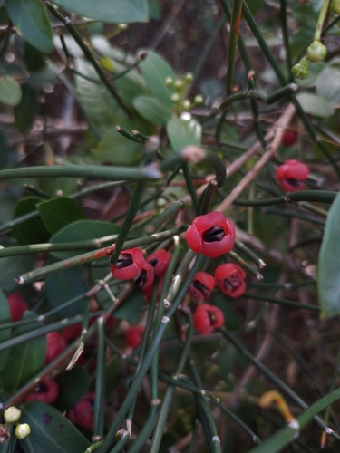 Ephedra tweedieana (Ephedra tweedieana)