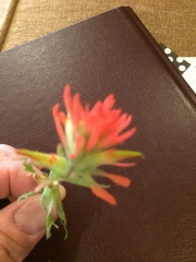 Castilleja applegatei