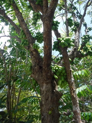 Averrhoa bilimbi