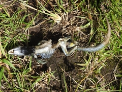 Stenocercus guentheri