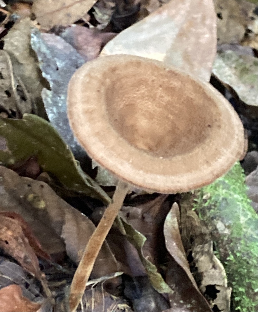 Panus velutinus · December 2023 · photo: © riverahlquist (iNaturalist, cc-by)