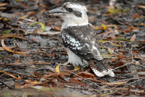 Laughing Kookaburra