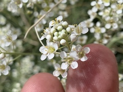 Lepidium fremontii