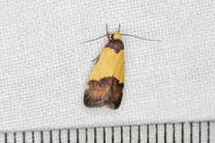 Heteroteucha kershawi