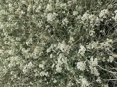 Lepidium fremontii