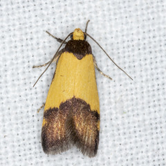 Heteroteucha kershawi