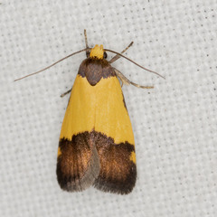 Heteroteucha kershawi