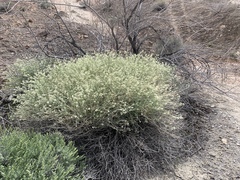 Lepidium fremontii