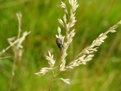 Astylus bourgeoisi
