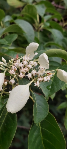 Calycophyllum candidissimum - Whole tree
