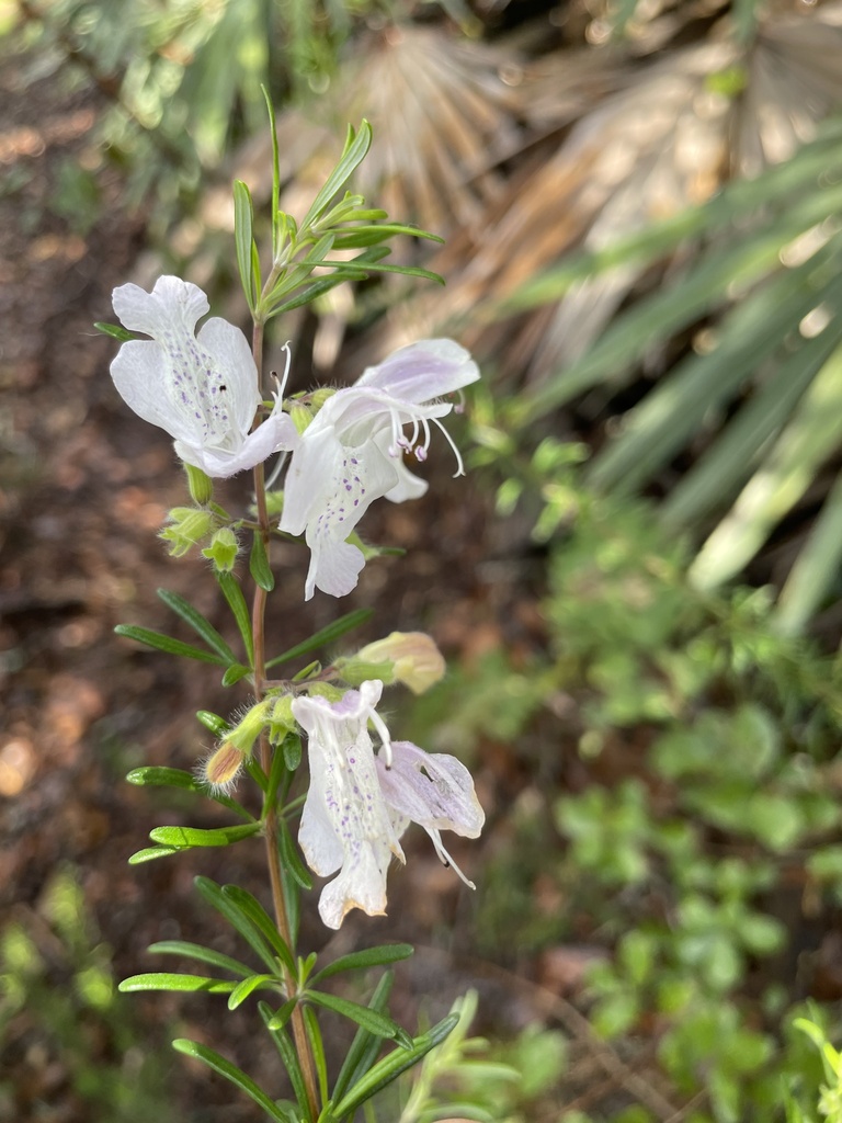 Largeflower False Rosemary from Charity Ave, Sebastian, FL, US on