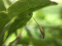 Andricus pedicellatus