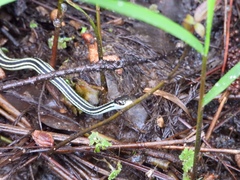 Thamnophis proximus