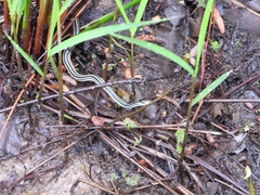 Thamnophis proximus