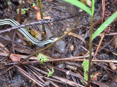 Thamnophis proximus
