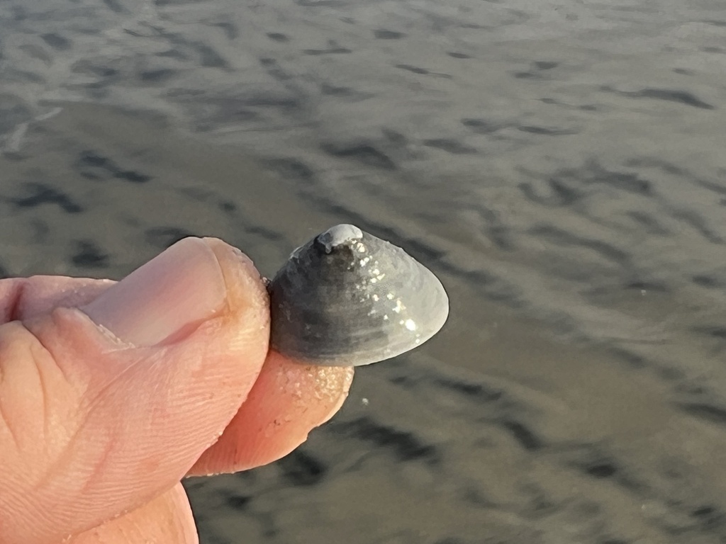 Pacific white cap limpet