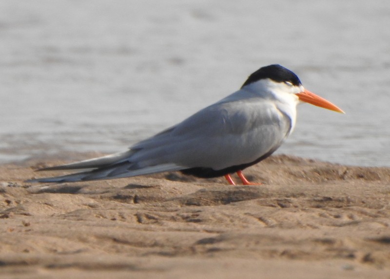 Black-Bellied Tern