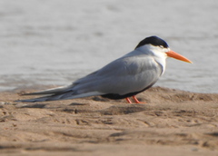Black-Bellied Tern photo 1