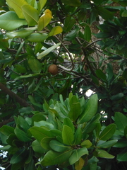 Mammea americana