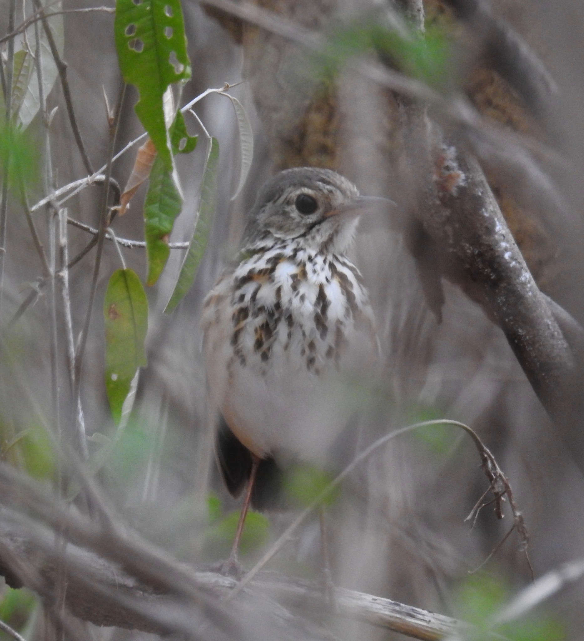 White-browed Antpitta (Hylopezus ochroleucus), photo 4